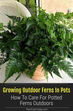 Potted Ferns Outdoors, How To Grow Ferns, How To Care For Ferns Outdoors, Caring For Ferns Outdoors, Growing Ferns Outdoors, Fern Planters Ideas Outdoor, Boston Ferns Outdoor Front Porches, Outdoor Ferns In Pots, Ferns In Pots Front Porches