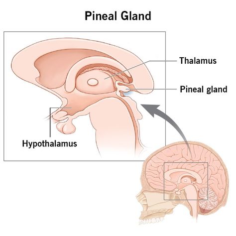 Ancient Egypt History, Digestive Juice, Pituitary Gland, Cerebrospinal Fluid, Medicine Student, Pineal Gland, Adrenal Glands, Magnetic Resonance, Endocrine System