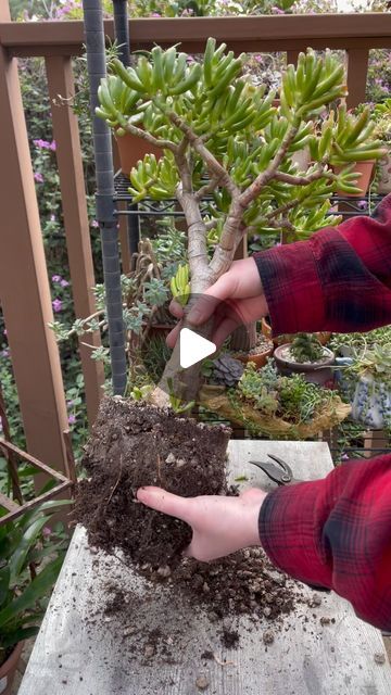 Unique Succulent Designs on Instagram: "Let’s bonsai this magnificent Crassula ovata ‘Gollum’ 🌱" Crassula Ovata Bonsai, Crassula Bonsai, Succulent Bonsai, Crassula Ovata, January 20, Succulent, Plants, Flowers, On Instagram