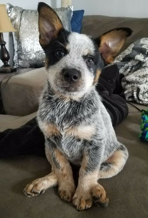 Cooper needs a friend Australian Heeler, Red Heelers, Heeler Dogs, Heeler Puppies, Blue Heelers, Australian Cattle Dogs, Cattle Dogs, Sweet Dogs, Blue Heeler