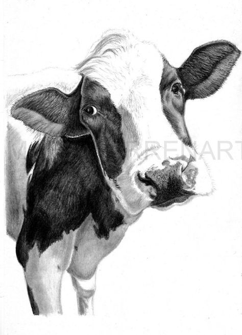 Cow Picture - signed pencil drawing A4 art print. Available for £2.95 (plus postage) from Etsy. Cow Art Print, Cow Drawing, Pencil Drawings Of Animals, Holstein Cows, Cow Wall Art, Drawing Hair, Cow Pictures, Animals Pictures, Cow Painting