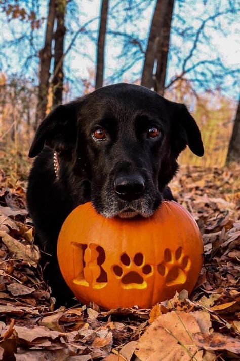 Carved Pumpkins Ideas Easy Cute, Black Lab Pumpkin Carving, Ghost Pumpkins Carvings, Dog Carved Pumpkins Ideas, Pet Pumpkin Decorating, Puppy In Pumpkin, Dog Themed Pumpkin Carving, Goldendoodle Pumpkin Carving, Dog Pumkin Ideas