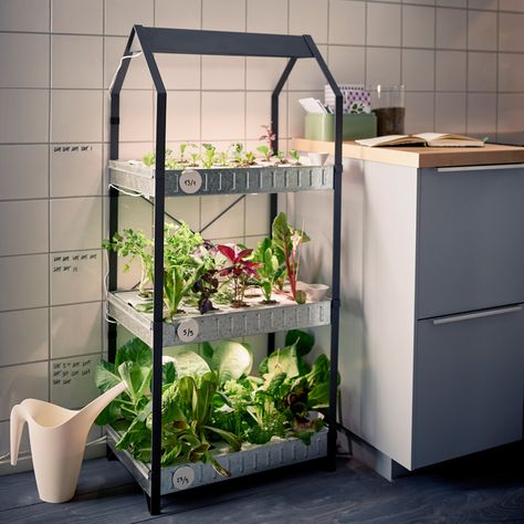 Grow Food Inside, Hydroponic Gardening System, Indoor Vegetables, Aquaponics Diy, Hydroponic Farming, Hydroponics Diy, Herb Garden Design, Vertical Herb Garden, Hydroponic Growing