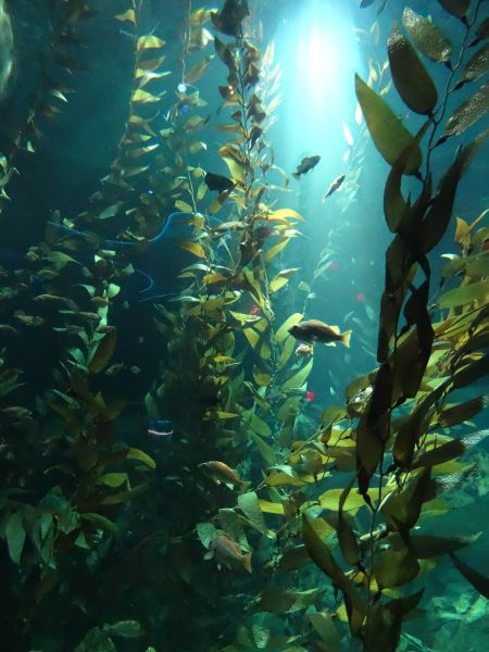 Jungle Mural, Underwater Images, Ocean Underwater, Kelp Forest, Sea Plants, Beneath The Sea, Theme Tattoo, Underwater Sea, Underwater Life