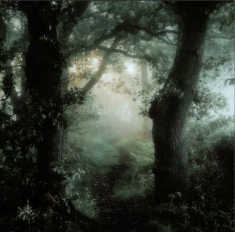 Dark Forest Aesthetic, Dark Fairycore, Dark Fairytale, Foggy Forest, Dark Nature Aesthetic, Dark Fairy, Gothic Aesthetic, Dark Forest, Nature Aesthetic