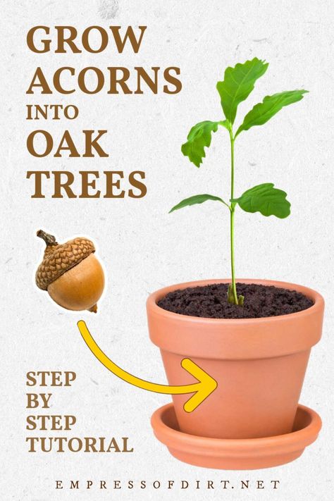 Use these step-by-step instructions to grow an acorn into an oak tree. Find out how to choose the best acorns in fall and follow the tutorial to sprout the seed, grow it into a sapling, and plant it in your garden. How To Start A Tree From An Acorn, Oak Tree Indoor, Grow Oak Tree From Acorn, How To Grow Oak Trees From Acorns, How To Plant An Oak Tree From An Acorn, How To Sprout An Acorn, How To Propagate Acorns, Planting Acorns Oak Tree, Growing Oak Trees From Acorns