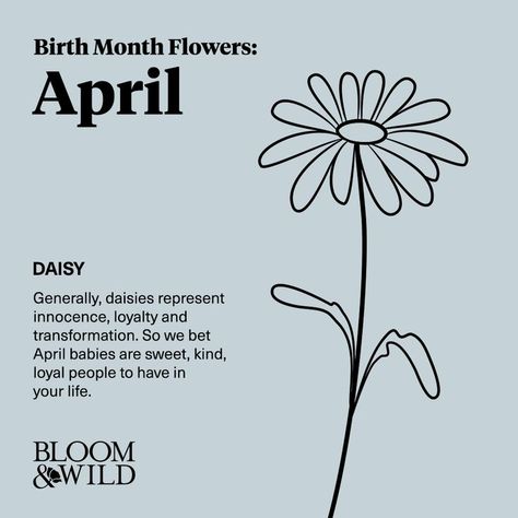 The April birth flowers are daisy and sweet pea. While the sweet and simple daisy are more popular out in the fields than in a vase, giving someone born in April a wonderful bouquet of bright gerbera daisies will no doubt put a big smile on their face. Sweet Pea Tattoo, Sweet Pea Bouquet, Simple Flower Tattoo, Simple Tattoos For Women, Flower Boquet, April Birth Flower, Bloom And Wild, Bouquet Tattoo, Sweet Pea Flowers