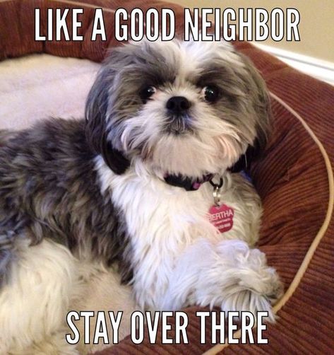 18 Best Shih Tzu Memes of All Time – Page 2 – The Paws Grumpy Dog, Shitzu Dogs, Shih Tzu Grooming, Shitzu Puppies, Maltese Shih Tzu, Shih Tzu Funny, Hilarious Humor, Memes Hilarious, Shih Tzu Puppy