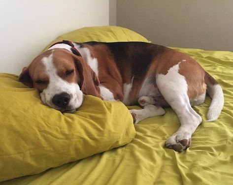 Beagle Beaglier Dog, Begal Dogs, Beagle Hound, Baby Beagle, Beagle Funny, Cute Beagles, Basset Hounds, Funny Dog Memes, Indoor Dog