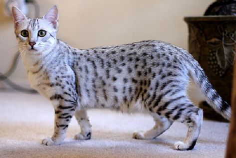 10 Things You Didn't Know about the Egyptian Mau Egyptian Drawings, Cat References, Domestic Cat Breeds, Egyptian Mau, Cat Reference, Cat Pose, Dr Stone, Cat Facts, Domestic Cat