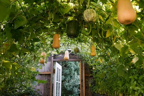 How to Build a Butternut Squash Garden Trellis - EatingWell Squash Garden Trellis, Butternut Squash Trellis, Butternut Squash Garden, Grow Squash Vertically, Squash Garden, Pumpkin Trellis, Squash Trellis, Cattle Panel Trellis, Vegetable Trellis