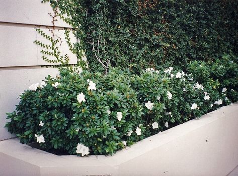 Azalea rutherfordiana 'Alaska' - Boething Treeland Farms Front Yard Plants, White Azalea, How To Attract Birds, Diy Pergola, Garden Landscape Design, City Garden, White Gardens, Pergola Shade, Sun Shade