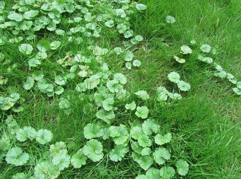 HOW TO KILL Creeping Charlie (Glechoma hederacea): It is a perennial ground cover that has been a thorn in the side of homeowners and professional lawn care companies alike for many years. In Minnesota, you can find it growing in full shade, partial shade, and even in the full... Creeping Charlie, Fall Lawn Care, Fall Lawn, Perennial Ground Cover, Pergola Pictures, Weeds In Lawn, Aerate Lawn, Lawn Care Tips, Garden Weeds