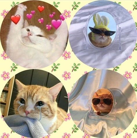 Cute Profile Pictures Cat, Cartoon Profile Pics Cute, Matching Cat, Cute Profile, My Saves, Cat Profile, Cartoon Profile, Cartoon Profile Pics, Cute Profile Pictures