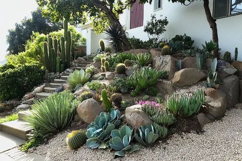 Hello, We understand the challenge of nailing that perfect garden look all too well. After scouring far and wide for inspiration, we've gathered some top-notch cactus garden landscaping ideas to help your space truly pop with personality. Prepare to elevate your garden's charm like never before! 26 Cactus Garden Landscaping Ideas We're here to share some great ways to use cacti in your garden. These ideas will help you add beauty and easy care plants outside. Cactus Garden Balcony We love the Southwest Landscaping, Cactus Garden Landscaping, High Desert Landscaping, Garden Landscaping Backyard, Arizona Backyard, Plants Outside, Garden Retaining Wall, Garden Landscaping Ideas, Garden Fire Pit