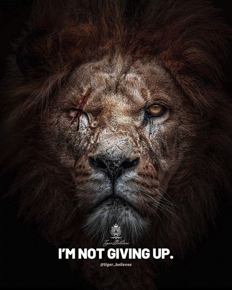 Lion's Motivation Quote💪 Perfect Man Quotes, Lion Motivation, Quote Symbol, Lion Sketch, 10k A Month, Lion Quotes, Not Giving Up, Quotes Mindset, Mindset Growth