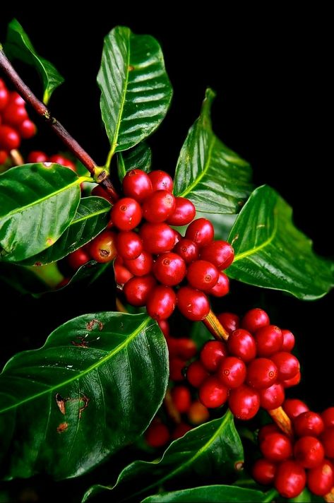 Ripe coffee beans  (stimulant) Coffee Tree Photography, Coffee Plant Painting, Coffee Plant Photography, Coffee Beans Art, Coffee Bean Plant, Coffee Bean Tree, Coffee Beans Photography, Gardening Gift Set, Coffee Plants