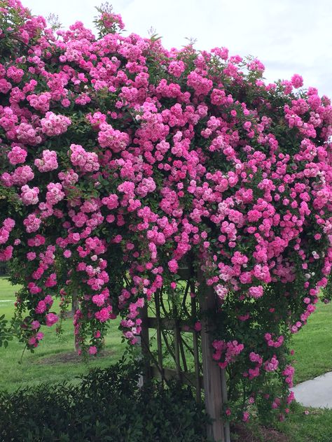 My Seven Sister Rose!  In memory of my mom.  She loved that climbing Rose! Miss her. Seven Sisters Rose Climbing, Seven Sisters Rose, Thornless Climbing Roses, Purple Climbing Roses, Rose Fence, Iceberg Climbing Rose, Pruning Climbing Roses, New Dawn Climbing Rose, Rose Climbing