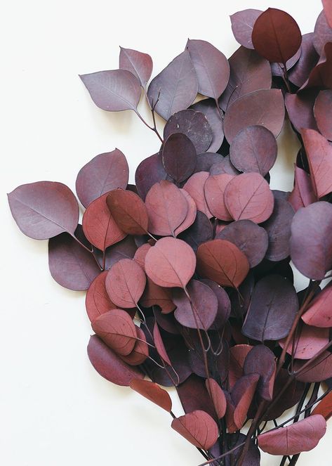 Preserved Populus Eucalyptus in Red | Eucalyptus | Afloral.com Seeded Eucalyptus Bouquet, Seeded Eucalyptus Centerpiece, Seeded Glass Pendant Light, Red Eucalyptus, Eucalyptus Centerpiece, Diy Floral Arrangements, Seeded Glass Pendant, Statement Vase, Eucalyptus Bouquet