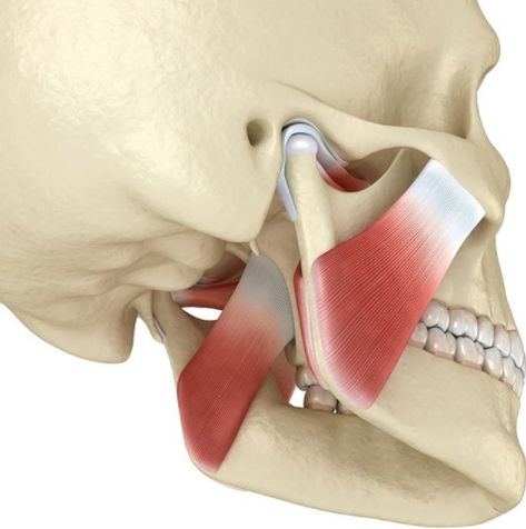 Jaw Anatomy, Tmj Massage, Neck Muscle Anatomy, Jaw Muscles, Teeth Alignment, Relaxation Exercises, Dental Emergency, Body Joints, Tooth Pain