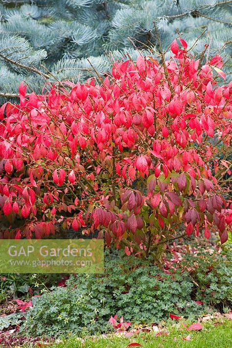 Euonymus Alatus Compactus, Euonymus Alatus, Plant Photography, Flowers Perennials, Garden Plants, Perennials, Gap, Stock Photos, Road