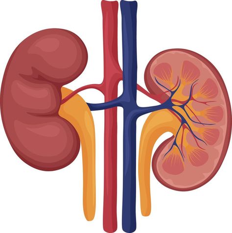 Human kidneys. Image of human kidneys. Internal organs. Human anatomy. Vector illustration Kidney Anatomy, Human Kidney, Human Body Organs, Bee Images, Internal Organs, Body Organs, Childrens Health, Anatomy Drawing, Vector Drawing