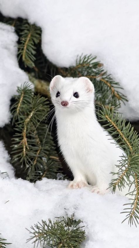 White Ferret, Regard Animal, Cute Ferrets, Albino Animals, Animal Antics, Winter Animals, Wildlife Photos, Silly Animals, Animal Wallpaper