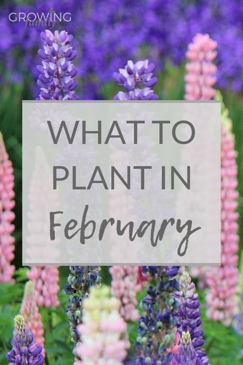 You don't have to wait for spring to grow new plants!  Here are my top picks for what to plant in February, including, flowers, vegetables and bulbs. #gardening #gardeningtips #growyourown What To Plant In February, Spring Planting Flowers, When To Plant Bulbs, Spring Bulbs Garden, Planting Bulbs In Spring, Gardening Calendar, Easiest Flowers To Grow, February Calendar, Early Spring Flowers