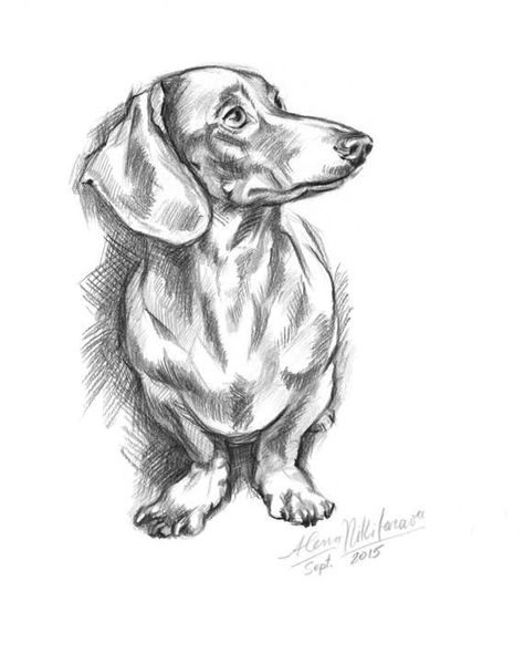 Dachshund Sketch, Dachshund Portrait, Dachshund Drawing, Dachshund Painting, Tattoo Dog, Animal Drawings Sketches, Dachshund Art, Weiners, 강아지 그림