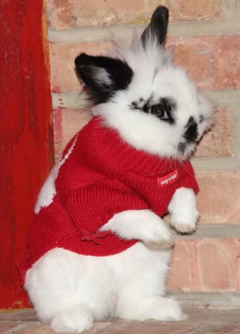 Bunnies In Clothes, Pet Rabbit Clothes, Rabbit Sweater, Bunny Paws, Rabbit Clothes, Beautiful Rabbit, Pet Sweaters, Fluffy Bunny