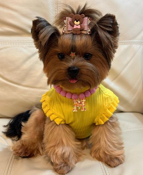 Yorkie Haircuts, Biewer Yorkie, Teacup Yorkie Puppy, Dog Spa, Puppy Mom, Dog Spaces, Cute Dog Clothes, Yorkie Terrier, Yorkie Lovers