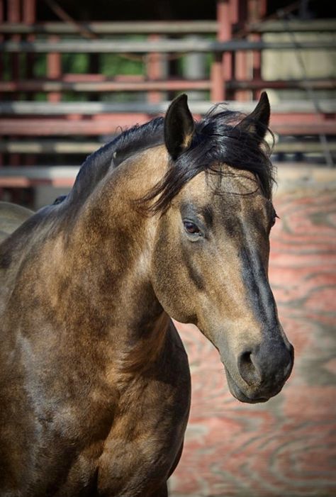 Sooty buckskin Buckskin Quarter Horse, Aesthetic Horses, Stock Horse, Buckskin Horse, Animal Communication, Gorgeous Horses, Horse Colors, Morgan Horse, Quarter Horses