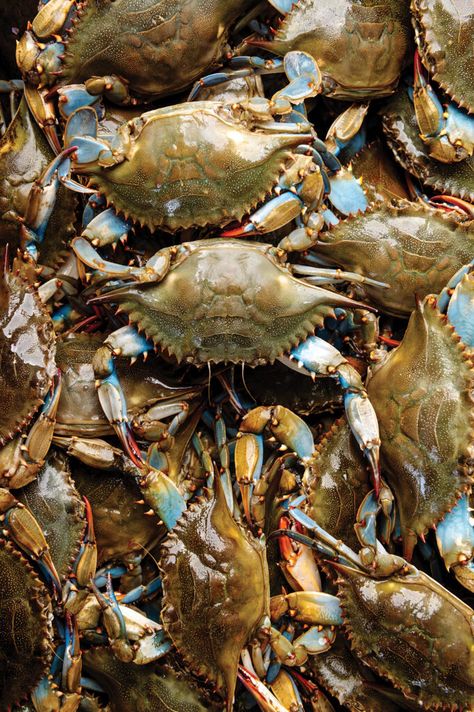 The Ultimate Local Seafood Guide Colonial Beach, Blue Crabs, Pawleys Island, Blue Crab, Crustaceans, Chesapeake Bay, Crab Meat, Pics Art, Beach Life