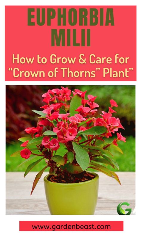 Being a tropical plant, the Crown of Thorns succulent thrives in warm conditions, loves drought, but is extremely sensitive to frost. It is usually grown in a container that can be moved indoors for the colder winter months. If you live in a warm climate, you can grow this semi-succulent outdoors as an ornamental shrub | euphorbia milii crown of thorns | euphorbia milii propagation | euphorbia milii care | indoor plants #gardeneuphorbiamilii #euphorbiamiliiflower Euphorbia Flower, Euphorbia Plant, Houseplant Ideas, Crown Of Thorns Plant, Mexican Garden, Plant Care Guide, Indoor Flowering Plants, Houseplant Care, Euphorbia Milii