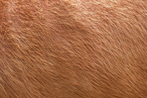 Close up of brown soft wool texture back... | Premium Photo #Freepik #photo #animals #hair #cow #nature Mocha Mousse, Wool Texture, A Level Art Sketchbook, Wool Textures, Brown Cowhide, Cow Calf, White Cow, Cow Skin, Light Blue Background