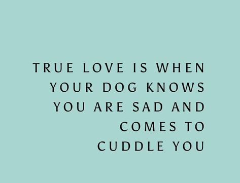 Love Your Dog Quotes, Dog Companion Quotes, Dog Thoughts Quotes, Dog Quotes Love Meaningful Short, Quotes About Puppies, Dog Quotes Love Meaningful, Puppy Love Quotes, Old Dog Quotes, Funny Dog Quotes