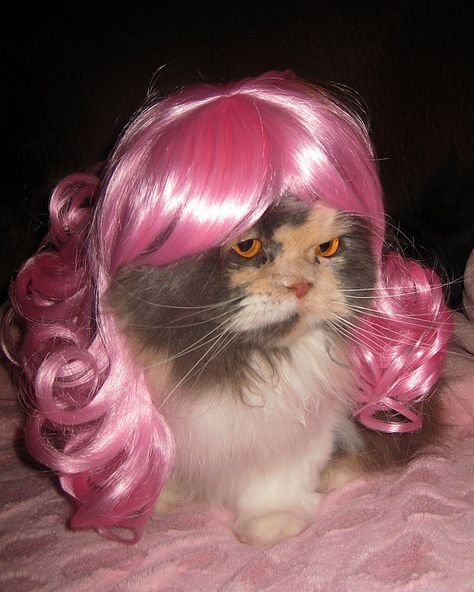 Wigs dont shed, so this must be the cat for me., Pink Wig, Pink Hair, A Cat, Bed, Hair, Pink