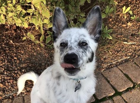 20 Best Blue Heeler Mixes - Australian Cattle Dog Mix Guide Aussie Heeler Mix Dogs, Australian Cattle Dog Mix Pitbull, Texas Heeler Dogs, Heeler Mix Dogs, American Cattle Dog, Australian Shepherd Blue Heeler, Red Heeler Puppies, Texas Heeler, Border Collie Mix Puppies