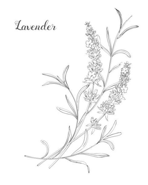 128,584 Flower Line Art Vector and Icons - iStock - iStock Lavender Illustration, Doodle Line Art, Flowers Doodle, Plant Sketches, Lavender Tattoo, Line Art Vector, Flower Art Drawing, Illustration Botanique, Flower Sketches