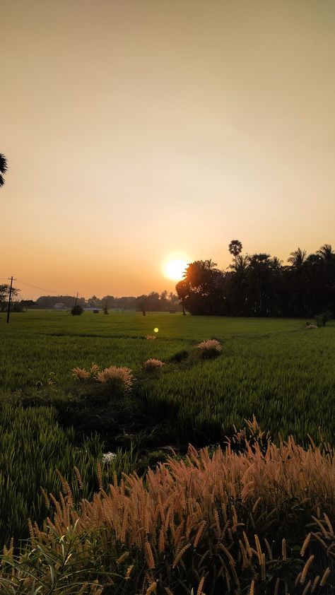 Farm Pictures Aesthetic, Kerala Beauty Nature, Real Nature Photos, Kerala Nature Images, Kerala Aesthetic, Farm Sunset, Kerala Nature, Jasminum Sambac, Calming Images