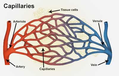 Narrowed Small Blood Vessels Linked to Fatigue in ME/CFS - Health Rising Heart Veins, Heart Arteries, Teas Test, Vascular System, Osmotic Pressure, Radiology Student, Human Cells, German Study, Dental Hygiene School