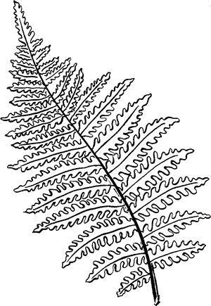 Fern Line Drawing Plant Leaves Fern Leaf Embroidery, Fern Coloring Page, Fern Line Art, Fern Line Drawing, Fern Outline, Plant Leaves Drawing, Lino Flowers, Line Drawing Plant, Leaves Sketch