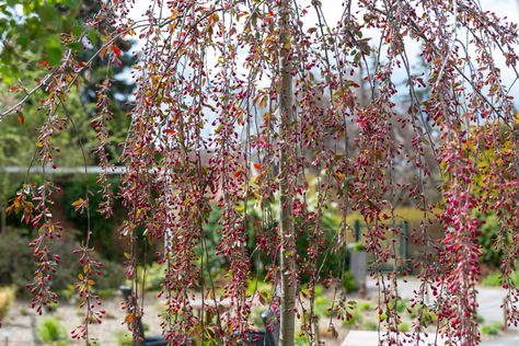 Saucer Magnolia Tree, Golden Chain Tree, Flowering Crabapple, Types Of Shrubs, Flowering Quince, Early Spring Flowers, Crabapple Tree, Magnolia Trees, Citrus Trees