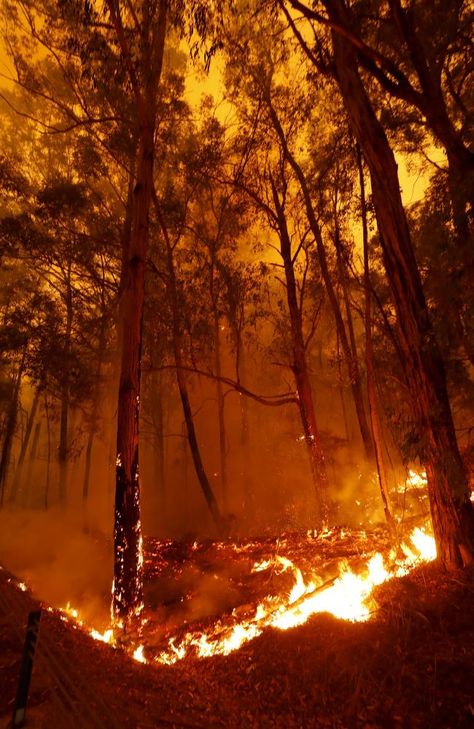 Australian Bushfires, New Years Eve Images, Batemans Bay, Mountain Images, Wild Weather, Australian Landscape, Australian Beach, Fire Image, Volunteer Firefighter