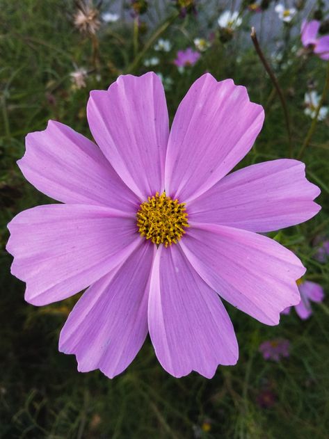 Flowers Real Photography, Photographs Of Flowers, Natural Flowers Images, Flowers Reference Photo, Upclose Flower, Flowers Close Up, Zoomed In Flower, Plant Reference Photos, Flower Up Close