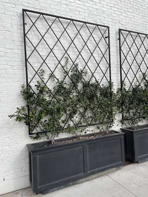 Iron and metal Trellis for potted plants in home garden against side of house Front House Trellis Ideas, Front Porch Trends 2023, California Modern Backyard, Garage Vine Trellis, Curved Brick Patio Ideas, Lattice With Vines, Patio Climbing Plants, Black Trellis White House, Metal Vine Trellis