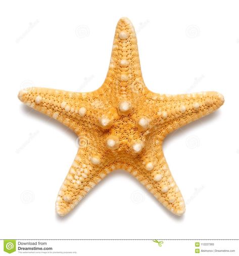 Photo about Little starfish yellow color isolated on white background. Image of seashell, echinoderm, mollusk - 112227393 Starfish Background, Cut Out Pictures, White Background Photo, Animals Images, Photo Illustration, Sea Creatures, Powerpoint Presentation, Yellow Color, Starfish