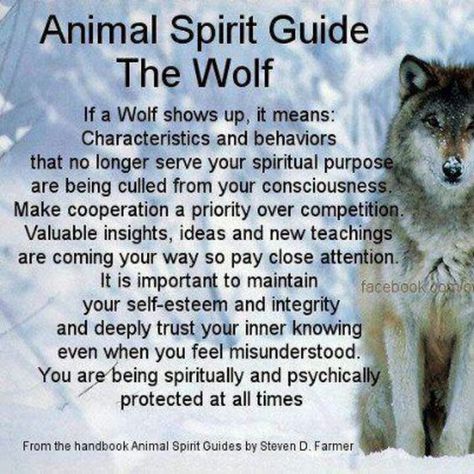 Animal Totem Spirit Guides, Animal Meanings, Spirit Animal Totem, Wolf Totem, Animal Spirit Guide, Animal Spirit Guides, Native American Quotes, Wolf Quotes, Animal Guides