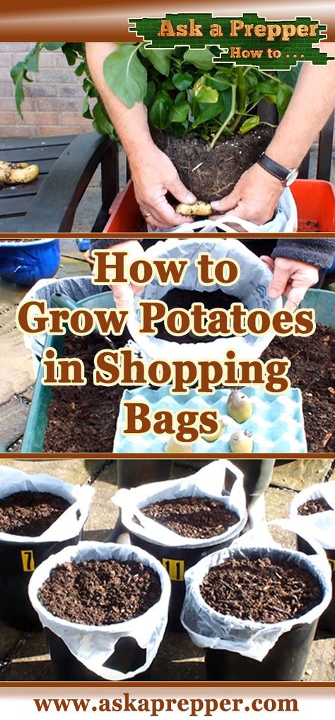 How to Grow Potatoes in Shopping Bags for an Extended Harvest Grow Potatoes In Container, Container Potatoes, Potato Gardening, Grow Potatoes, Growing Sweet Potatoes, Planting Potatoes, Backyard Vegetable Gardens, Survival Gardening, Growing Potatoes