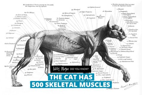 Fact: The cat has 500 skeletal muscles Cats Anatomy, Anatomy Muscles, Feline Anatomy, Cat Anatomy, Cat Reference, Animal Study, Anatomy Study, Super Cat, Anatomy Drawing